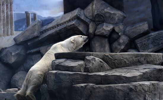 Russia Zoo Polar Bears