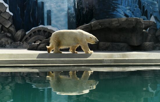 Russia Zoo Polar Bears