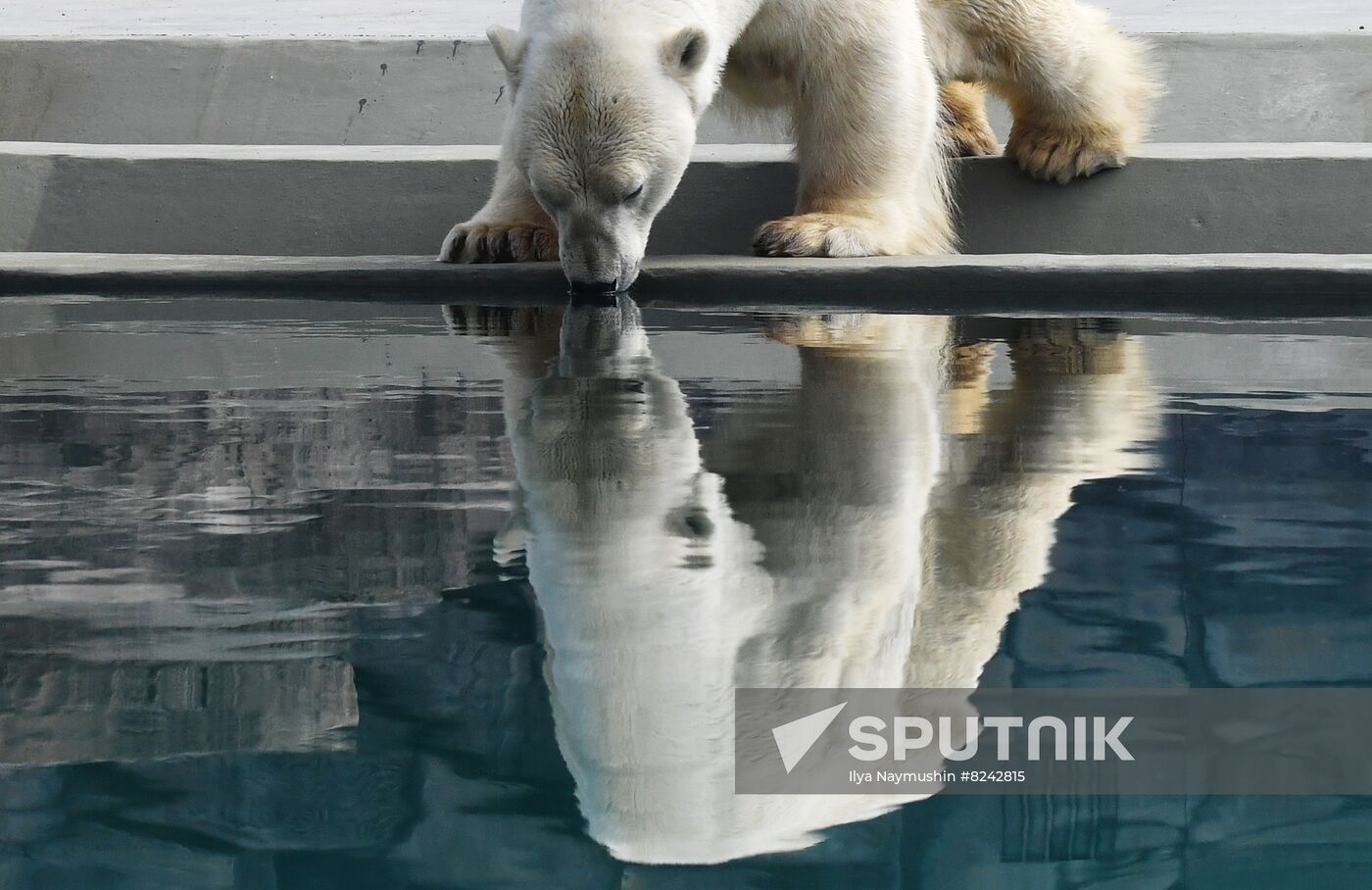 Russia Zoo Polar Bears