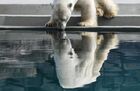 Felix the polar bear, who was rescued as a child on Wrangel Island in 2006, is seen in a new open-air enclosure built according to modern international standards and technologies in the Roev Ruchey Zoo in Krasnoyarsk, Russia. Location: Russia, Krasnoyarsk. Author: Ilya Naymushin. Russia Zoo Polar Bears