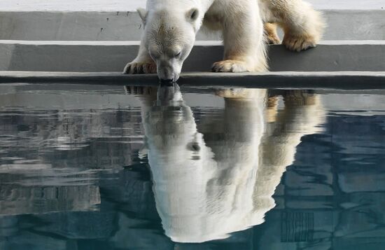 Russia Zoo Polar Bears