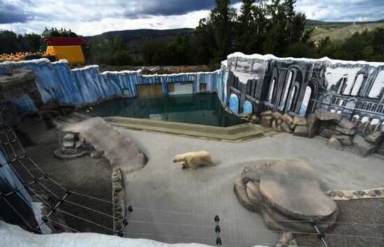 Russia Zoo Polar Bears