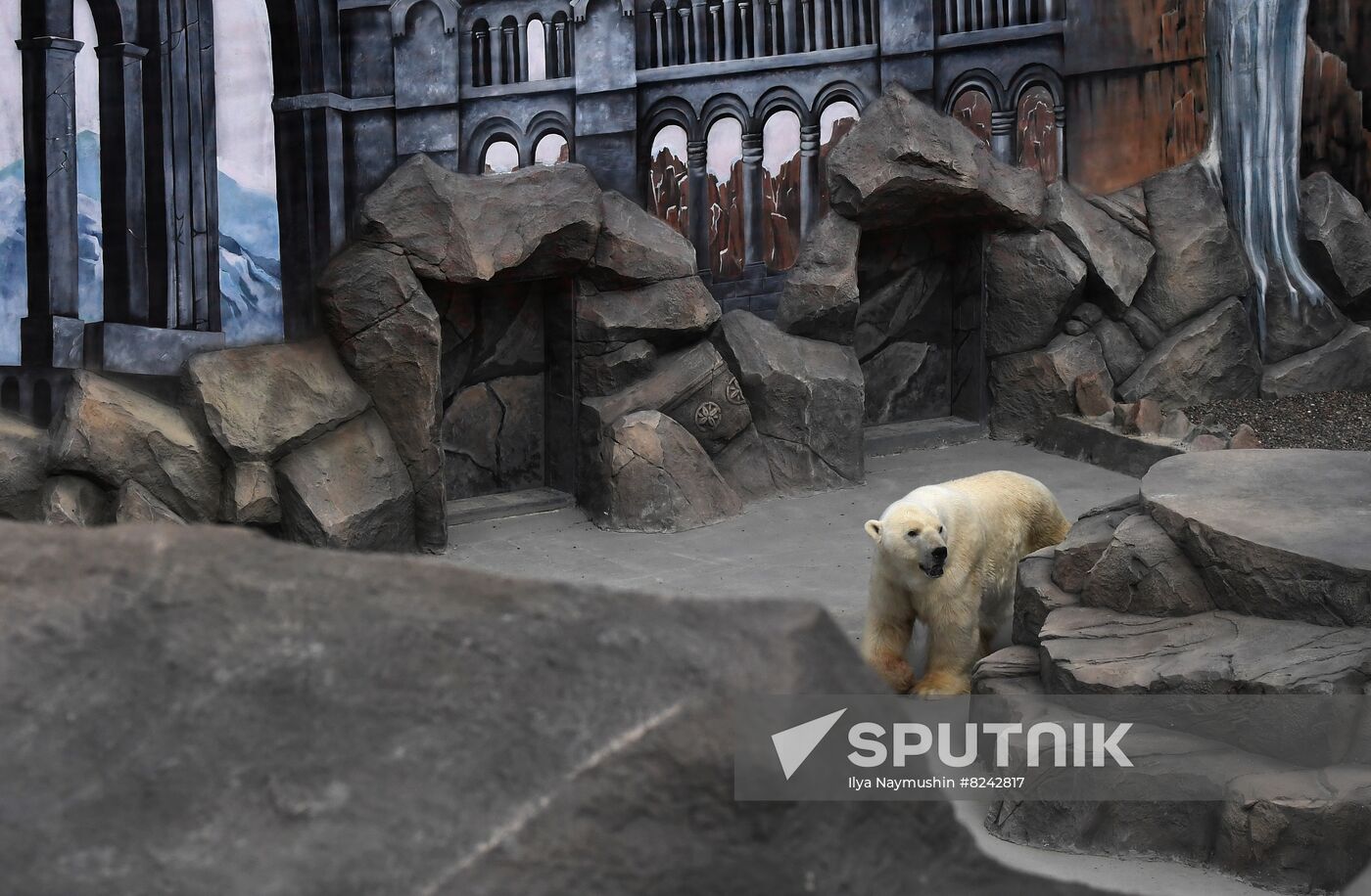 Russia Zoo Polar Bears