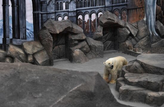Russia Zoo Polar Bears