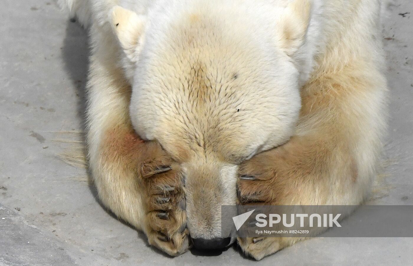 Russia Zoo Polar Bears