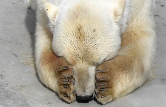 Russia Zoo Polar Bears