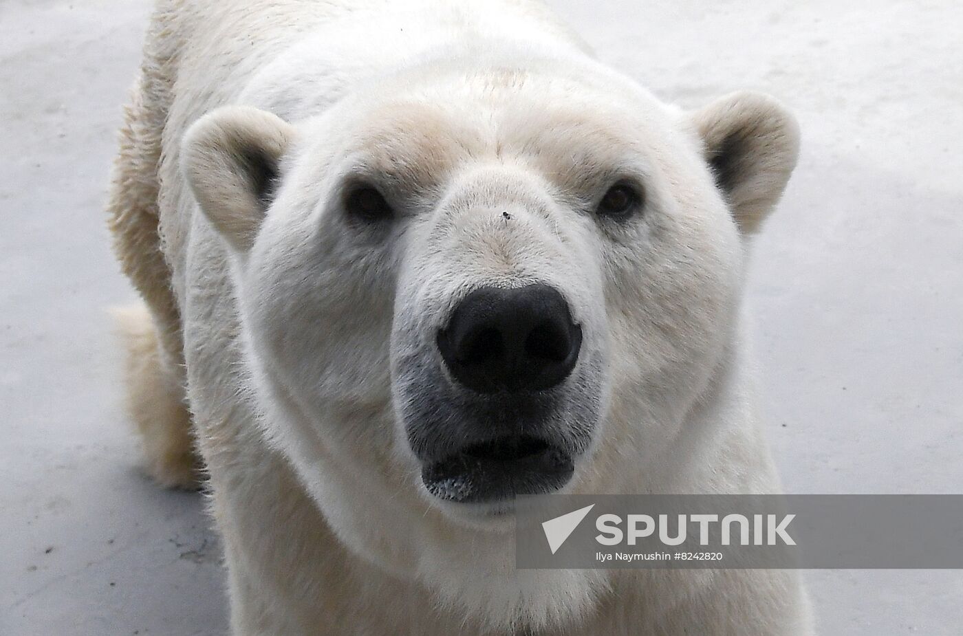 Russia Zoo Polar Bears