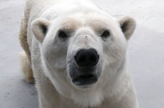 Russia Zoo Polar Bears