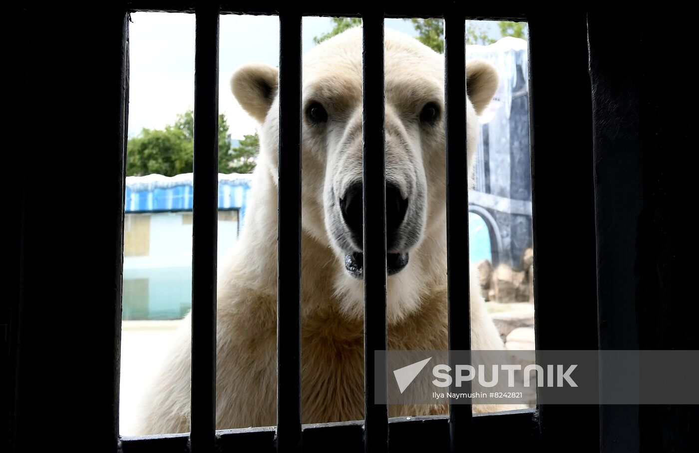 Russia Zoo Polar Bears