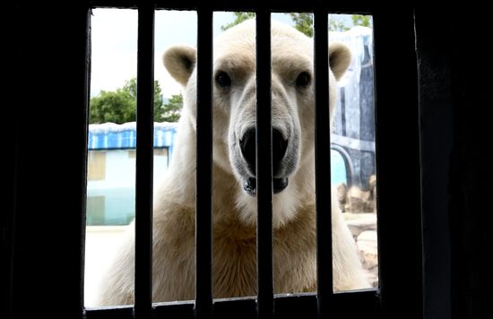Russia Zoo Polar Bears