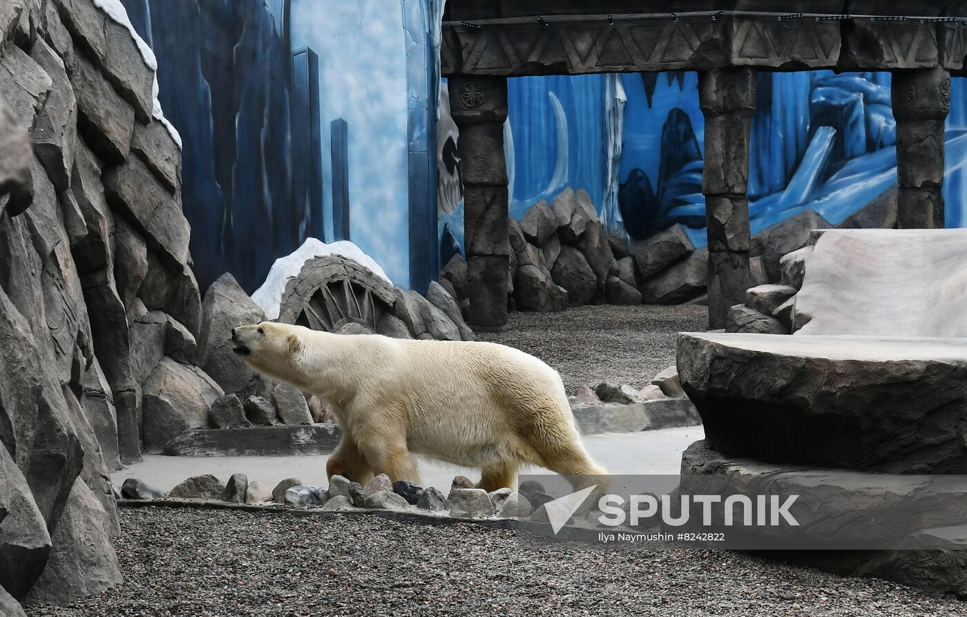 Russia Zoo Polar Bears