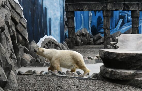 Russia Zoo Polar Bears