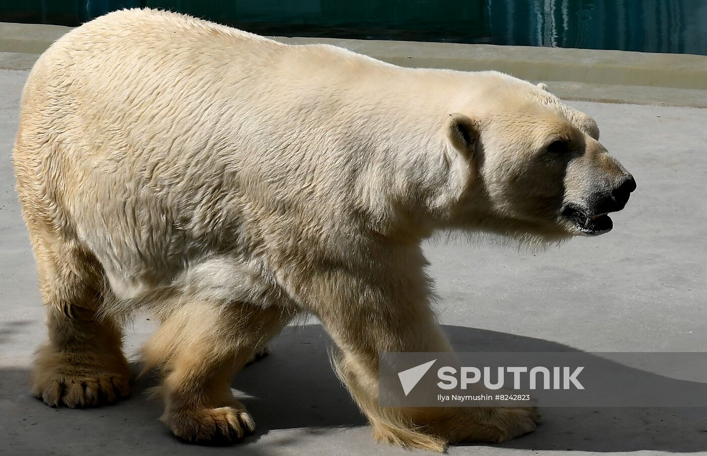Russia Zoo Polar Bears
