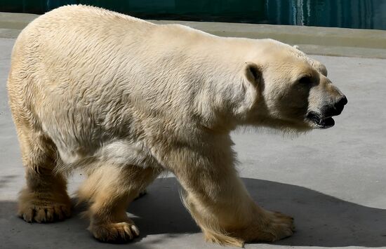 Russia Zoo Polar Bears