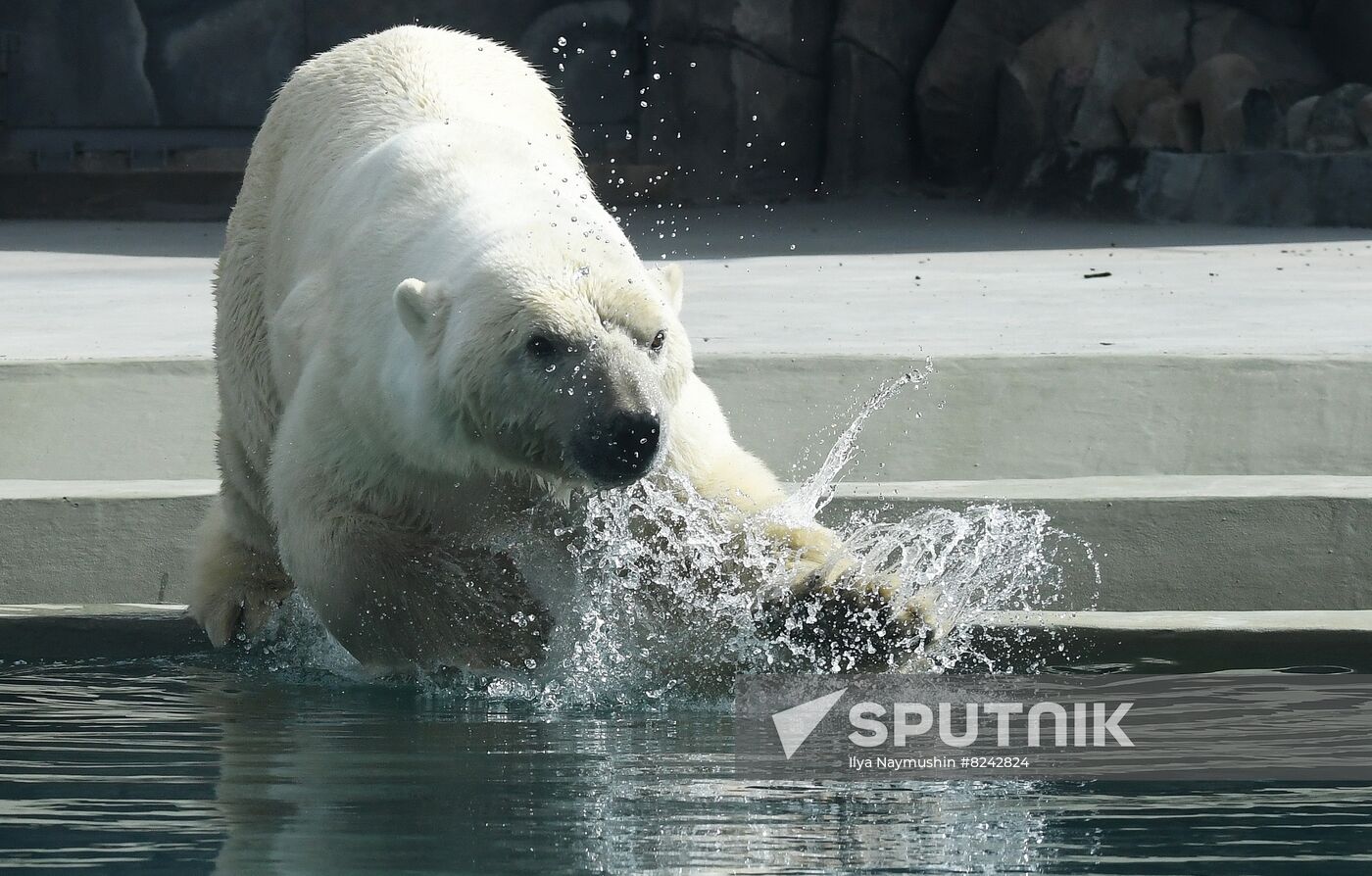 Russia Zoo Polar Bears