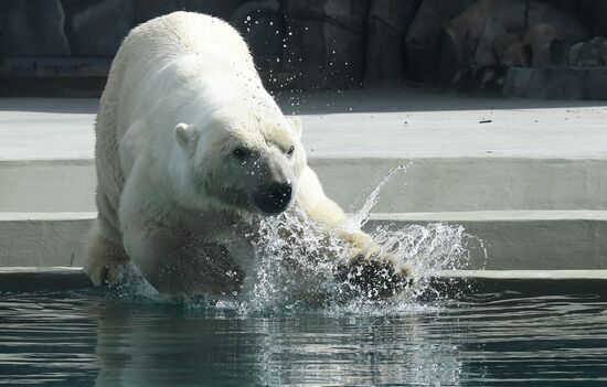 Russia Zoo Polar Bears