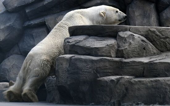 Russia Zoo Polar Bears