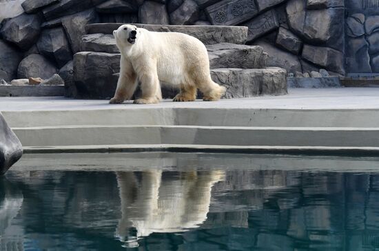Russia Zoo Polar Bears