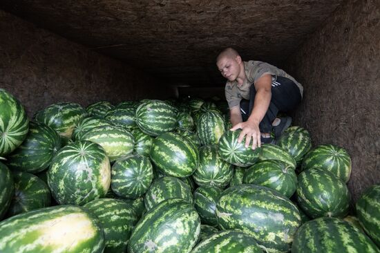 Russia Agriculture Watermelons Season