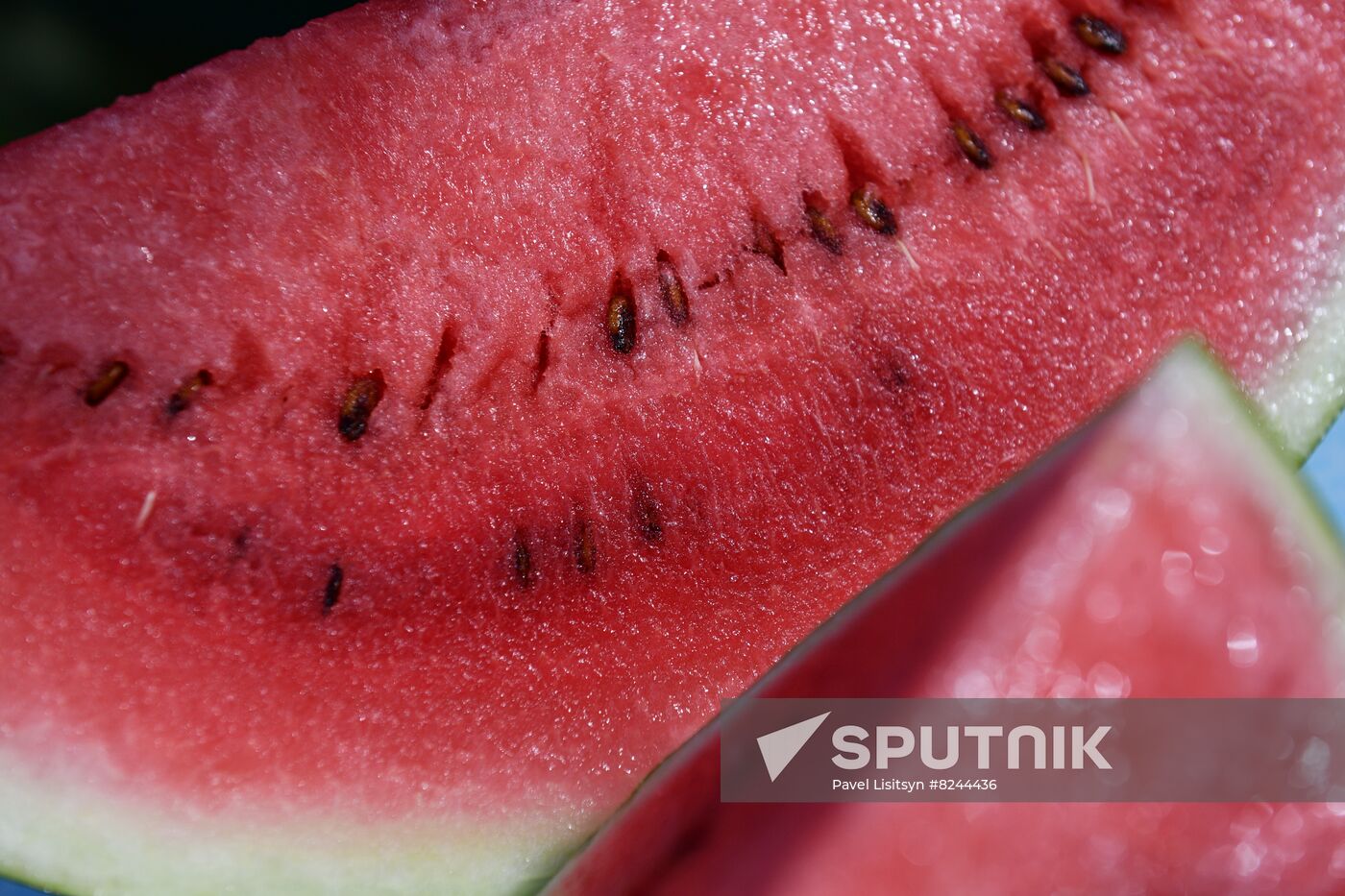 Russia Agriculture Watermelons Season