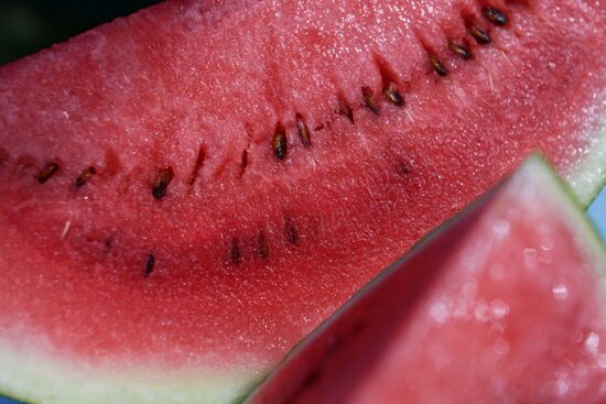 Russia Agriculture Watermelons Season