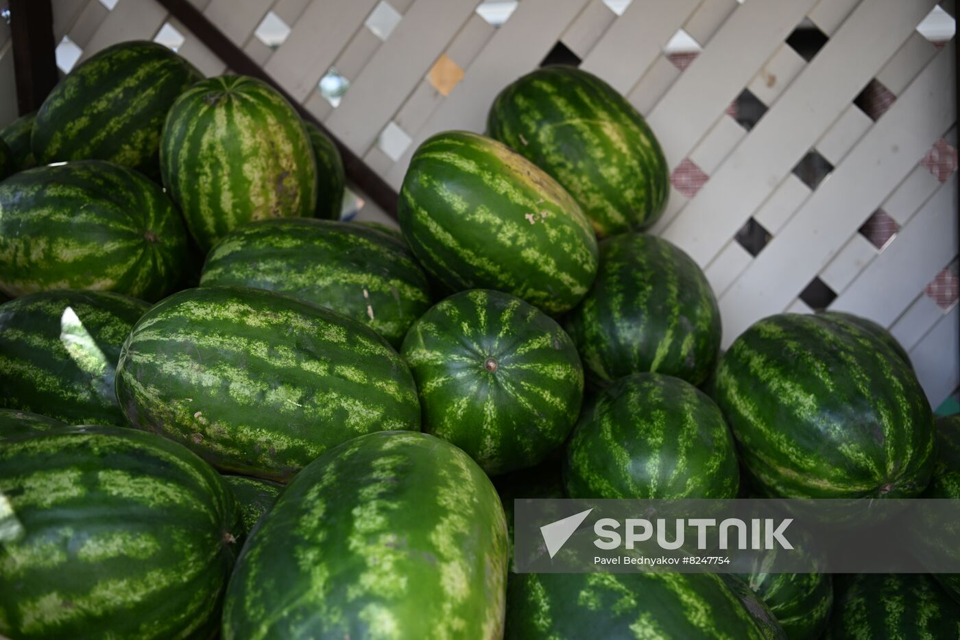 Russia Agriculture Watermelons Season