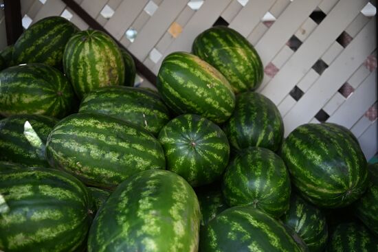 Russia Agriculture Watermelons Season