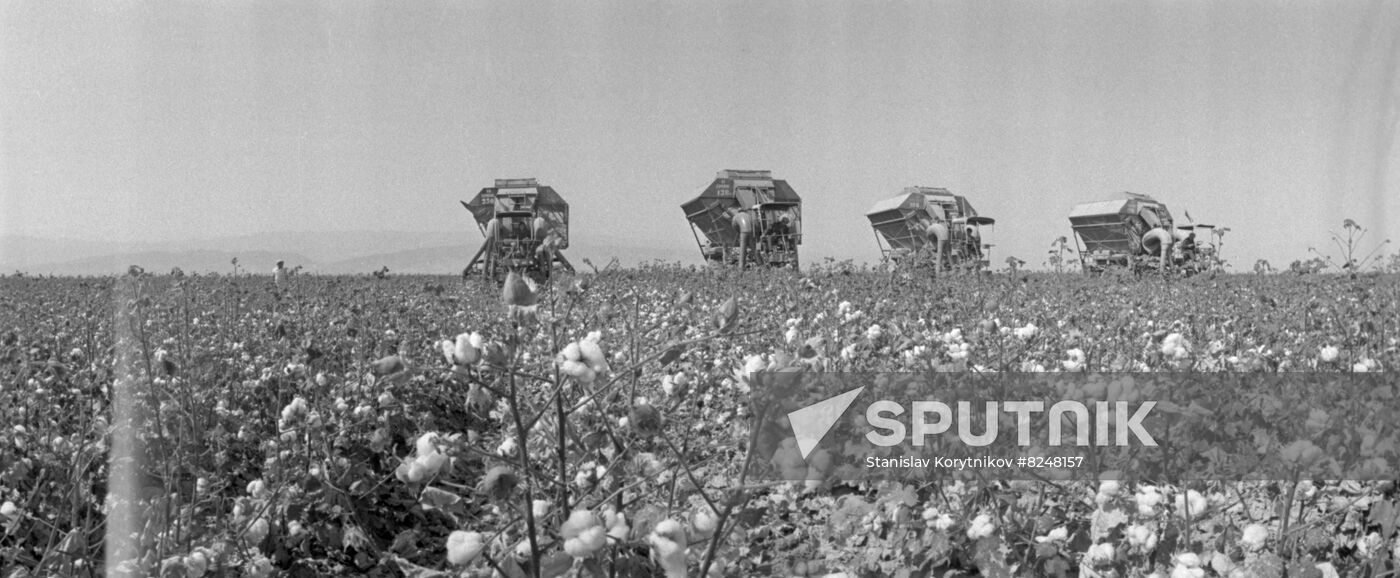 Machines harvest cotton