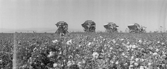 Machines harvest cotton