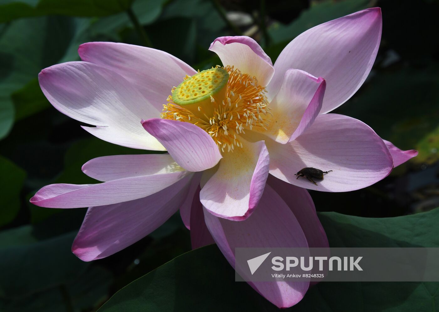 Russia Environment Lotus Blooming