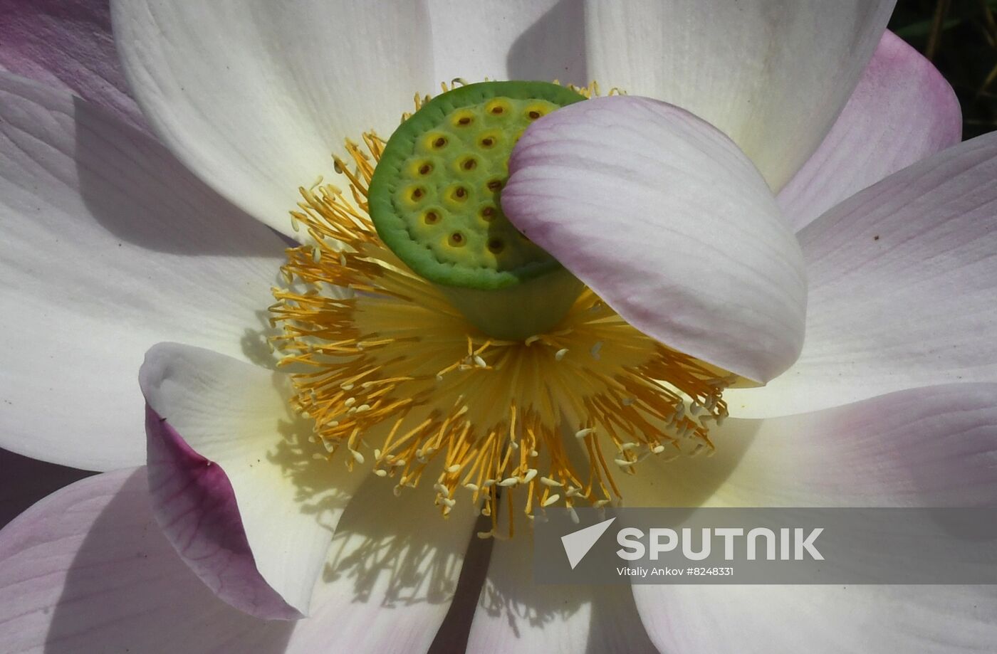 Russia Environment Lotus Blooming