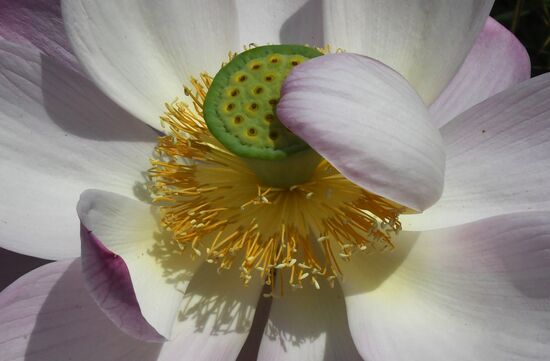 Russia Environment Lotus Blooming