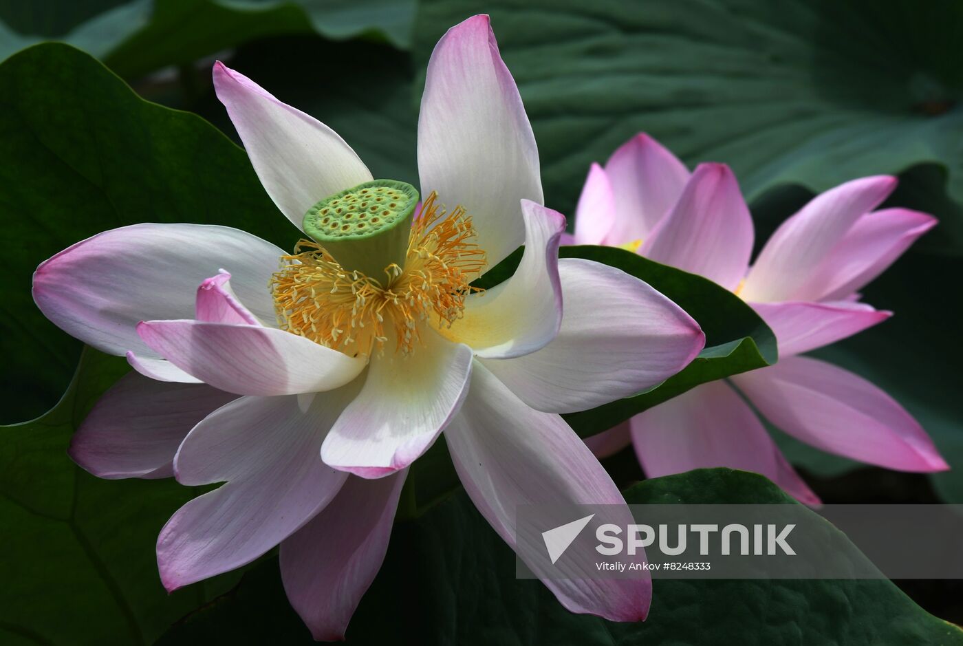 Russia Environment Lotus Blooming