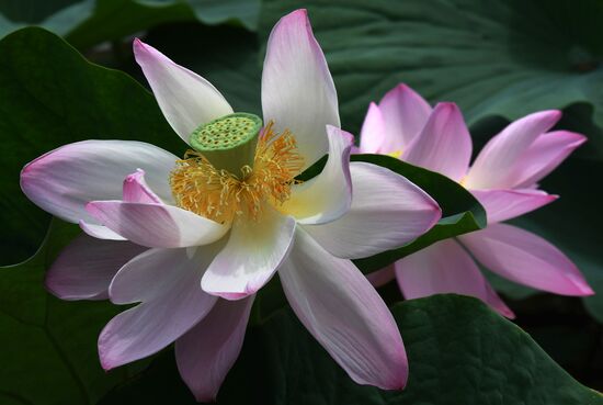 Russia Environment Lotus Blooming