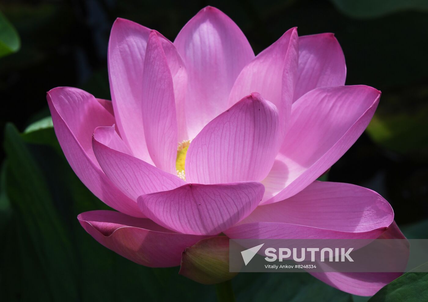 Russia Environment Lotus Blooming