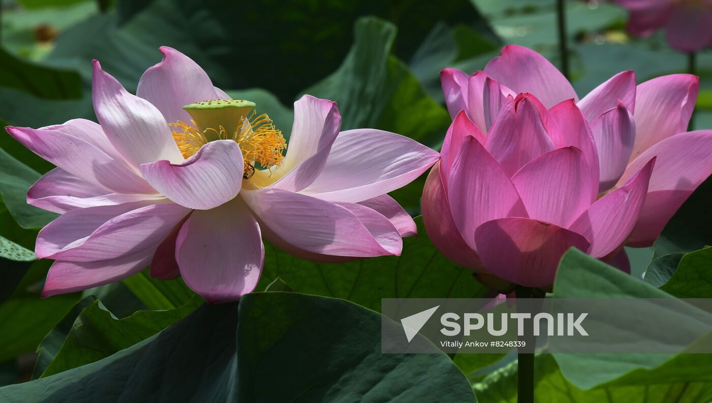 Russia Environment Lotus Blooming