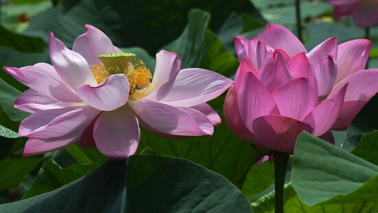 Russia Environment Lotus Blooming