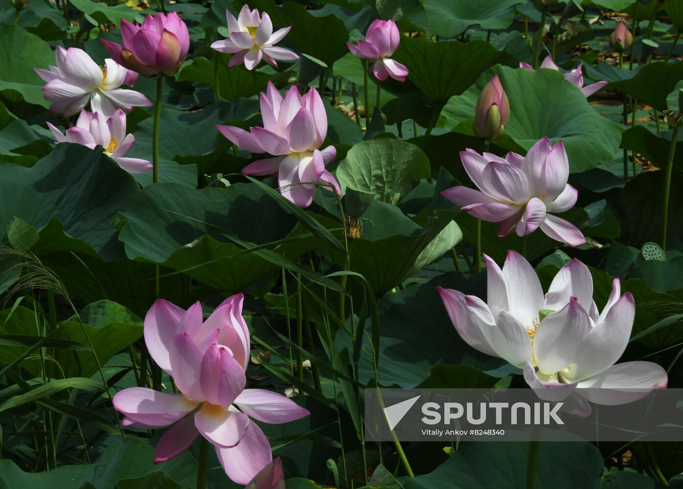 Russia Environment Lotus Blooming