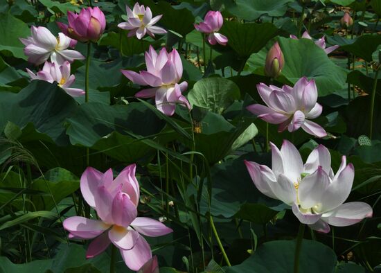 Russia Environment Lotus Blooming