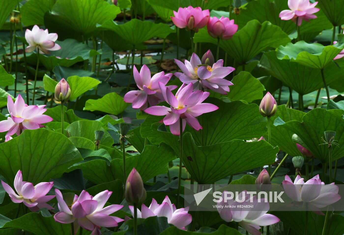 Russia Environment Lotus Blooming