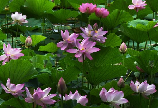 Russia Environment Lotus Blooming