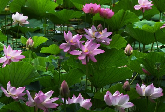 Russia Environment Lotus Blooming