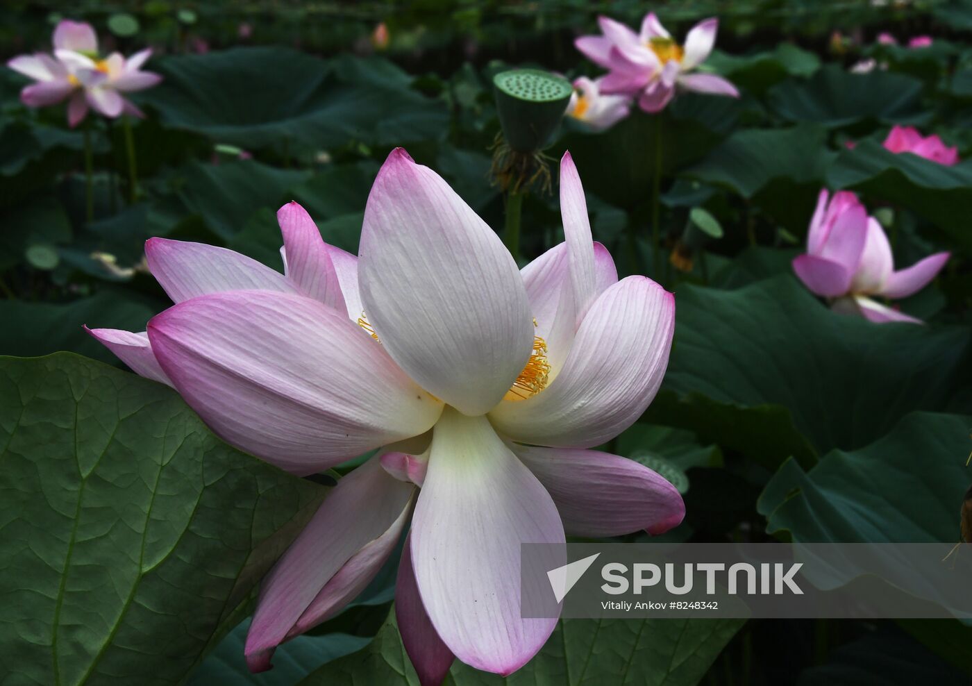 Russia Environment Lotus Blooming