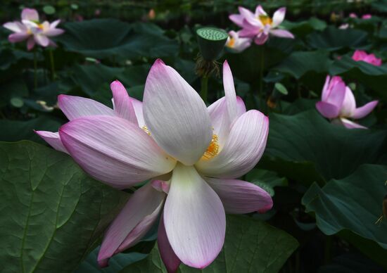 Russia Environment Lotus Blooming