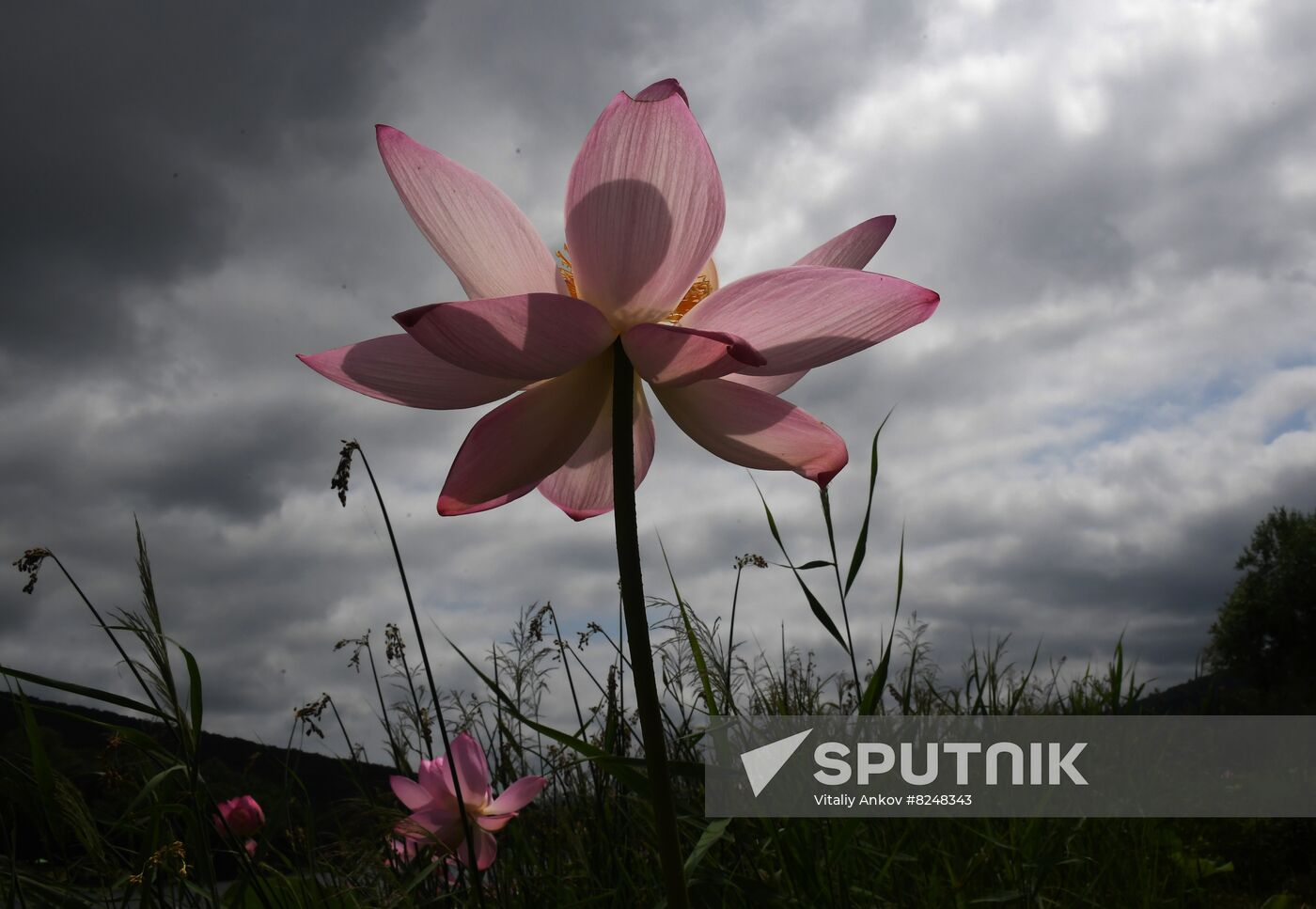 Russia Environment Lotus Blooming