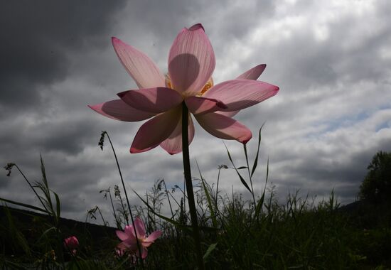 Russia Environment Lotus Blooming