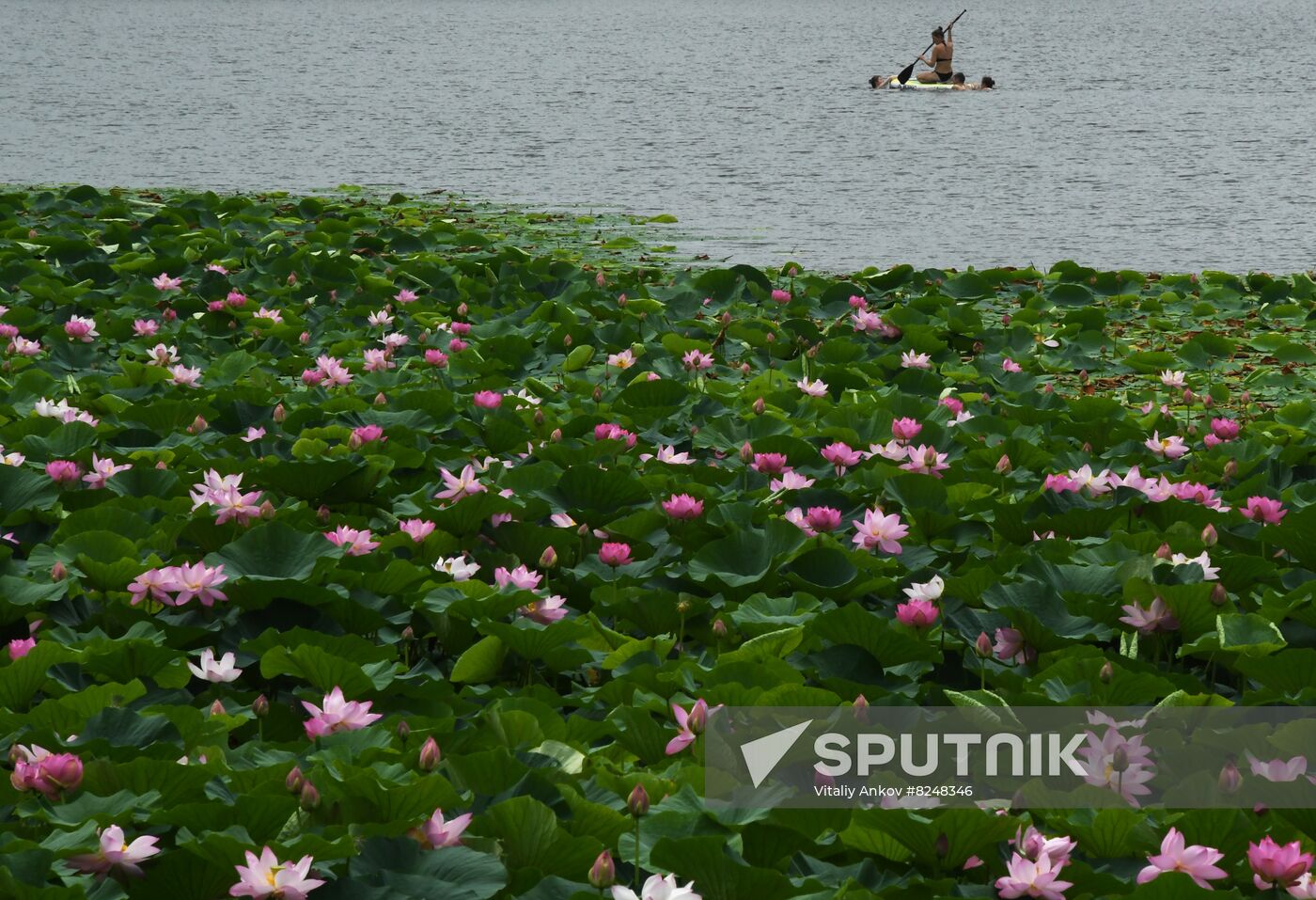 Russia Environment Lotus Blooming