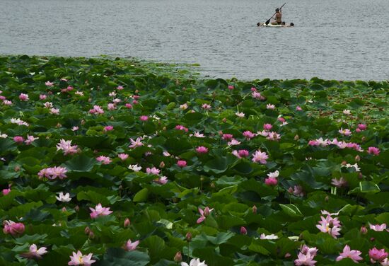 Russia Environment Lotus Blooming