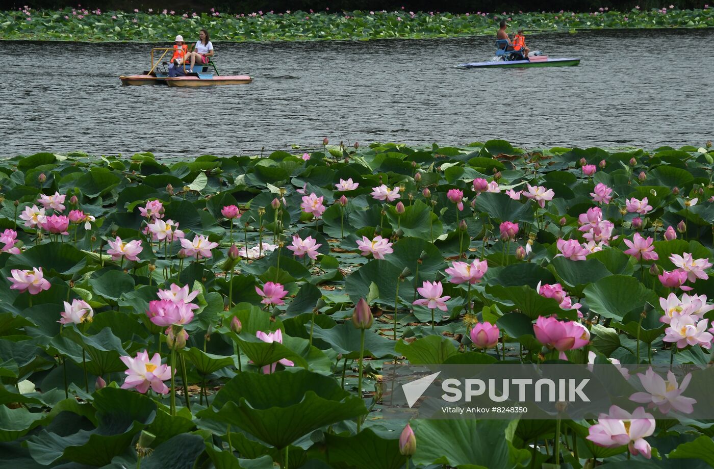 Russia Environment Lotus Blooming