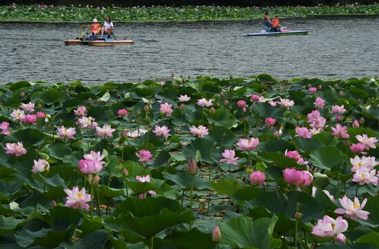Russia Environment Lotus Blooming